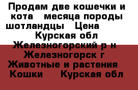 Продам две кошечки и кота 3 месяца породы шотландцы › Цена ­ 1 000 - Курская обл., Железногорский р-н, Железногорск г. Животные и растения » Кошки   . Курская обл.